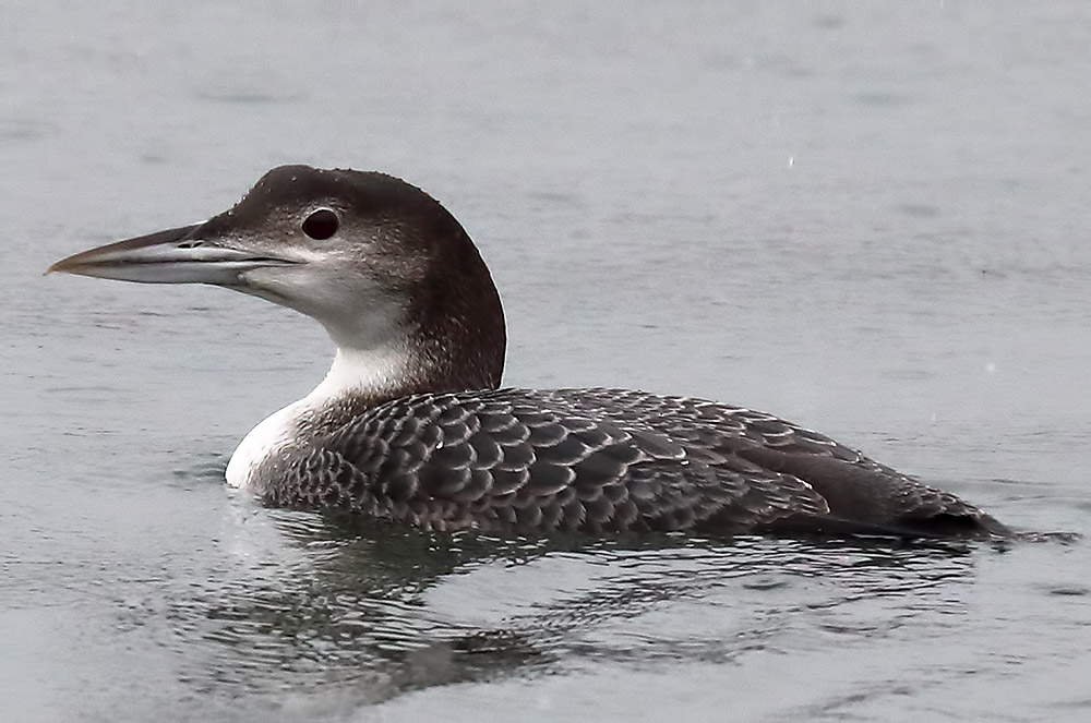 great northern diver